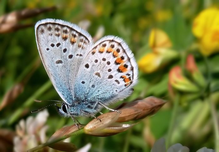 Plebejus (Plebejus) argus - Ritrattino